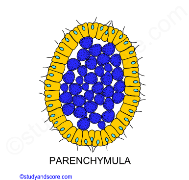 parenchymula larva, development of sponges, sexual reproduction in sponges, calcareous, hexactanellids, desmospongia